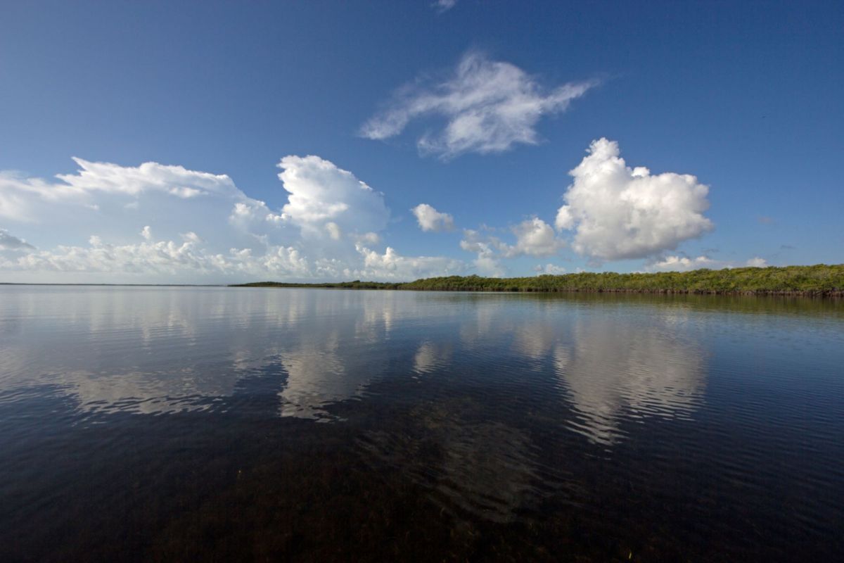 "The spread of these chemicals has ecological and human health implications."