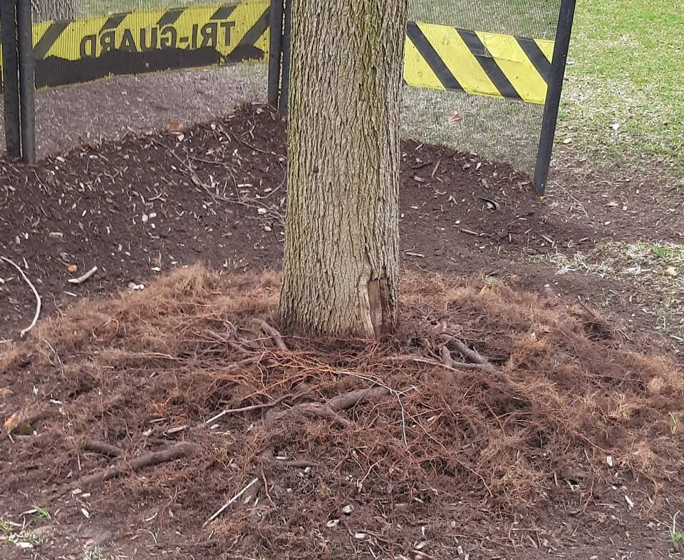 "What a decade of volcano mulching does ..."
