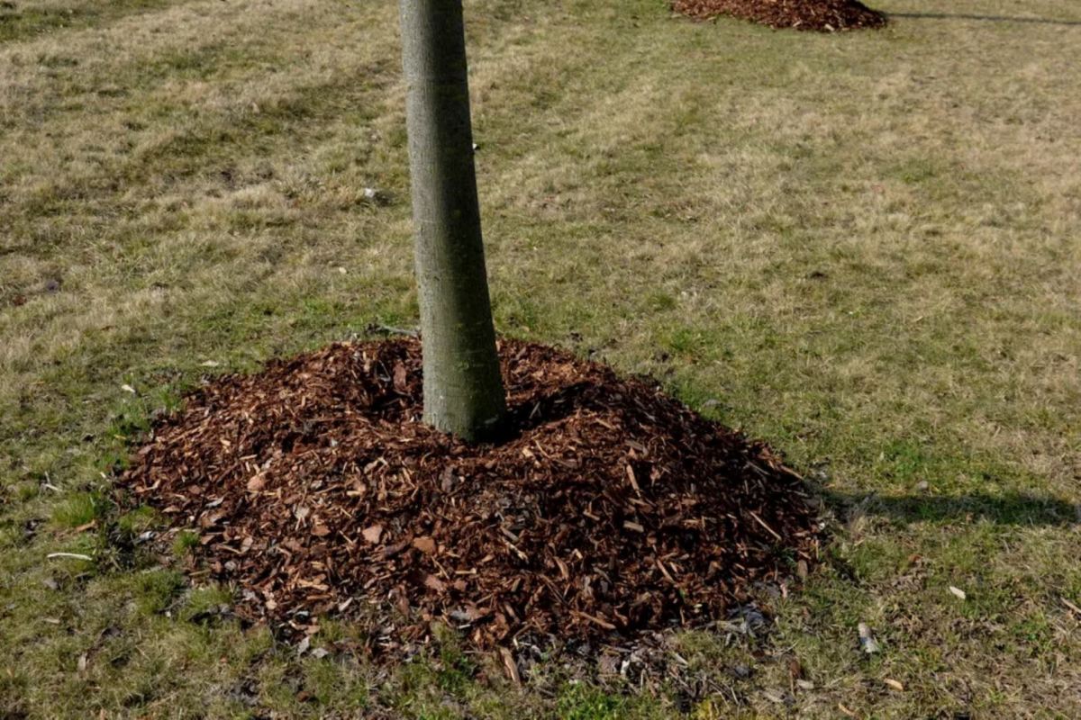 "Tree roots will always find the most delicious, nutritious parts of the soil."