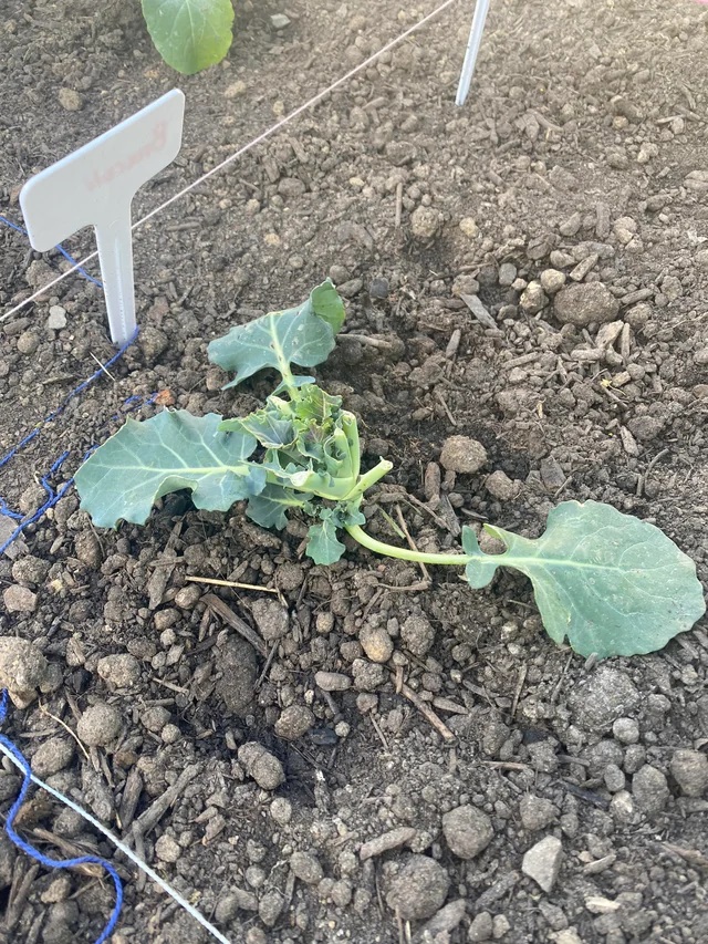 "It will still grow broccoli, just much less than it would have. Up to you if you want to buy another plant."