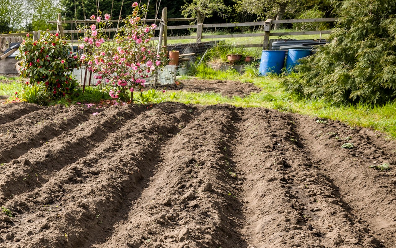 "It will still grow broccoli, just much less than it would have. Up to you if you want to buy another plant."