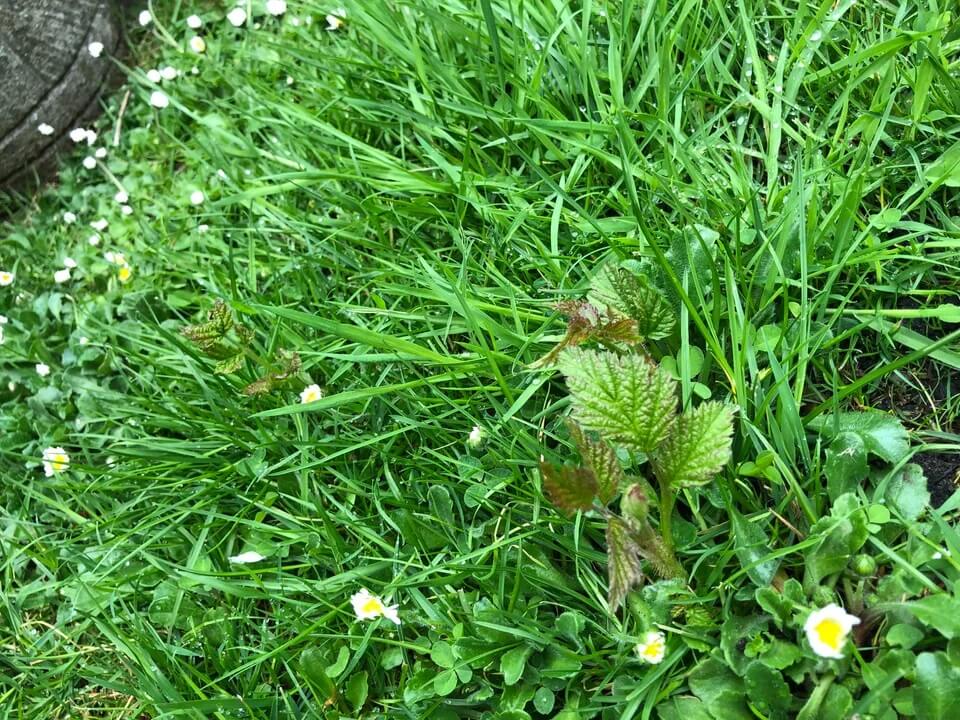 This is a common source of frustration for gardeners.