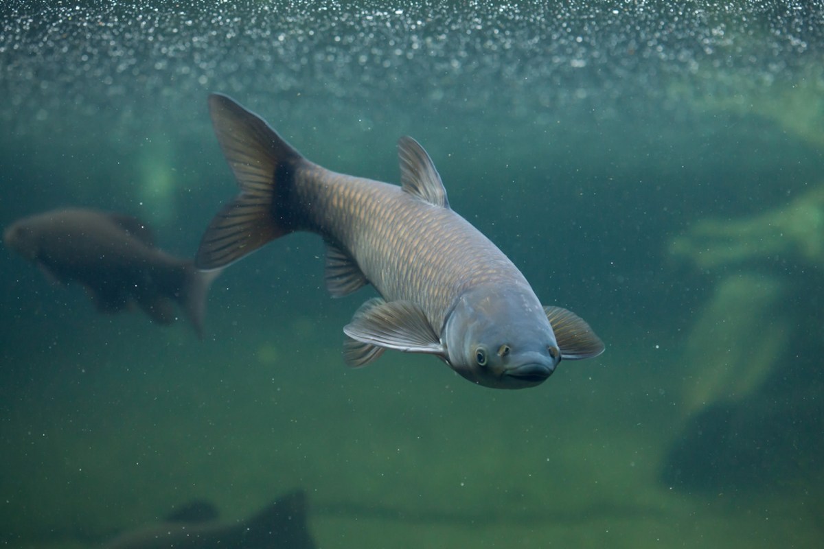 "Carp have been prevented from entering Lake Michigan because of electrification, but the army is amassing the troops."