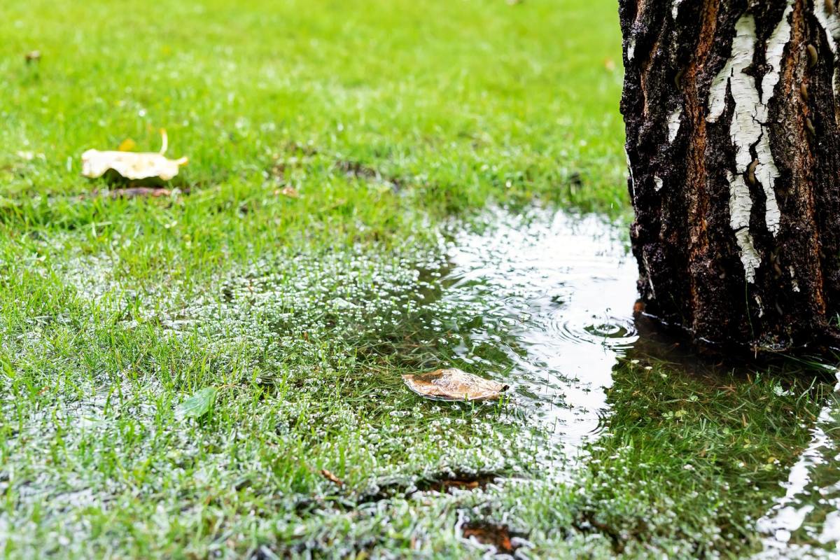 “Compared to a conventional lawn, rain gardens allow for 30% more water to soak into the ground.”