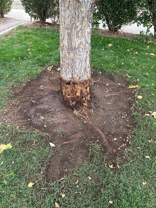 "I like to think the tree went 'ahhhhh.'"