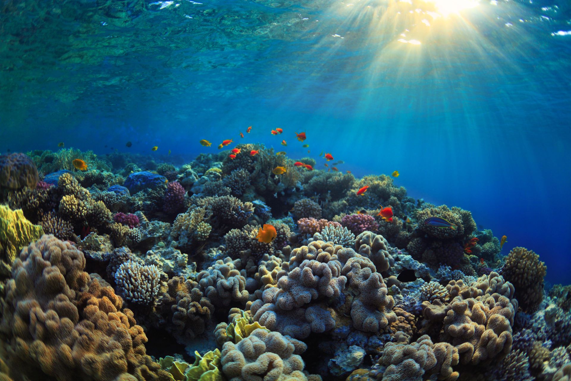 "It's crazy: Sometimes you'll start in an area where you see maybe 100 fish — and then, after three years, there are 10,000."