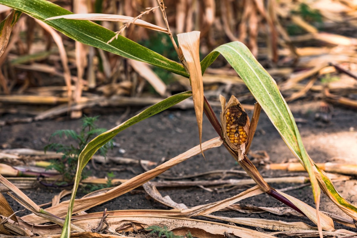 Droughts have a significant impact on agricultural productivity, endangering our food supply.