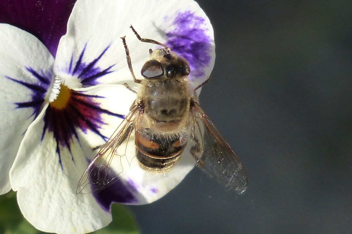 If more flowers shift toward self-pollination, it could have widespread effects on the resilience of plants.