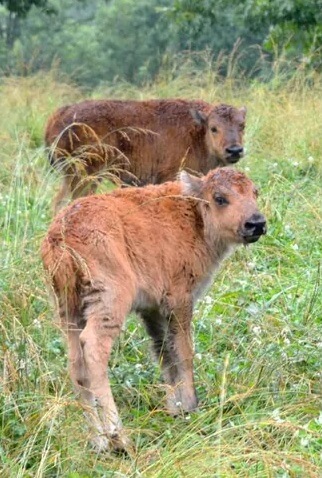 "I am so tired of people interfering with wildlife."