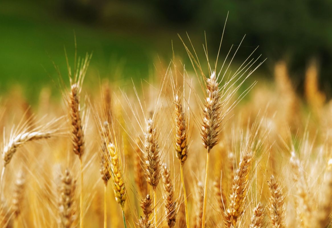 "This finding is a useful tool to engineer root systems to improve yield under drought conditions in wheat."