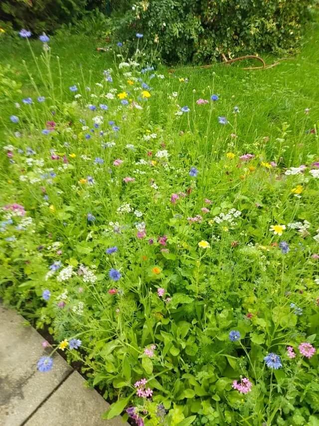 Wildflower