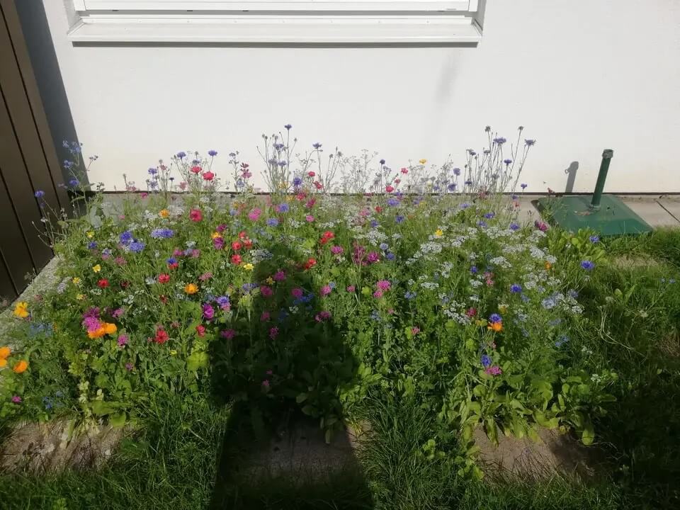 Wildflower