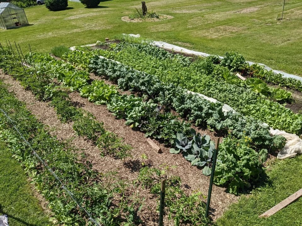 Vegetable garden