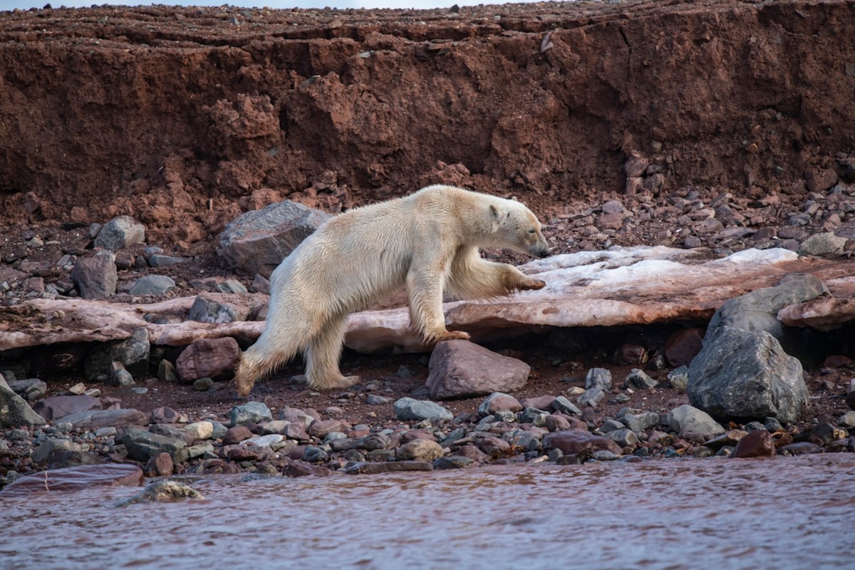 "As ice goes, the polar bears go."