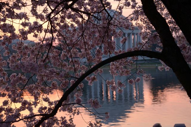 This year's peak bloom season is a bit sooner than usual, and there's a reason why.