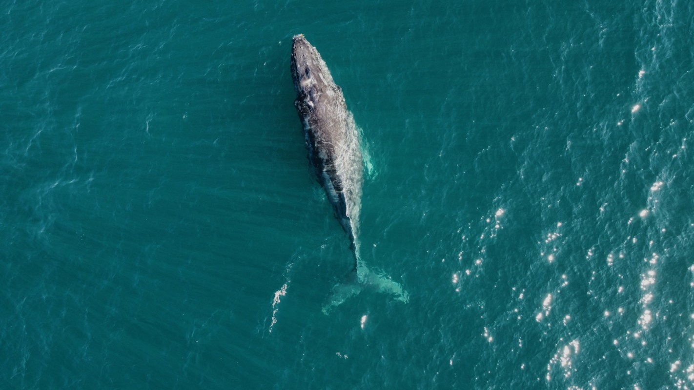 "A reminder of how quickly marine species respond to climate change."