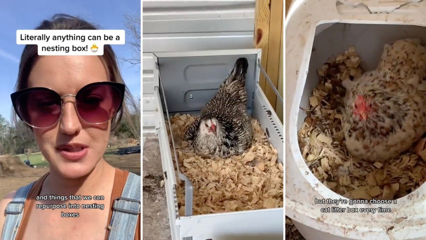 "Chickens do not care about things being fancy."