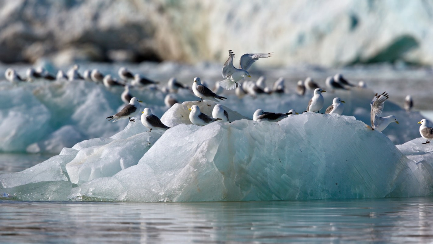 Of the over 1,100 birds they studied, the scientists extracted a total of 3,526 particles.