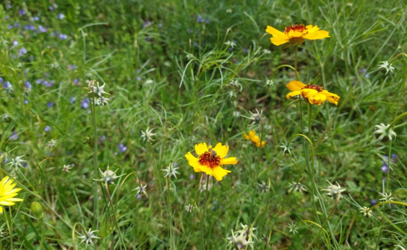 "My favorite part of spring is waiting for all the wildflowers to bloom."