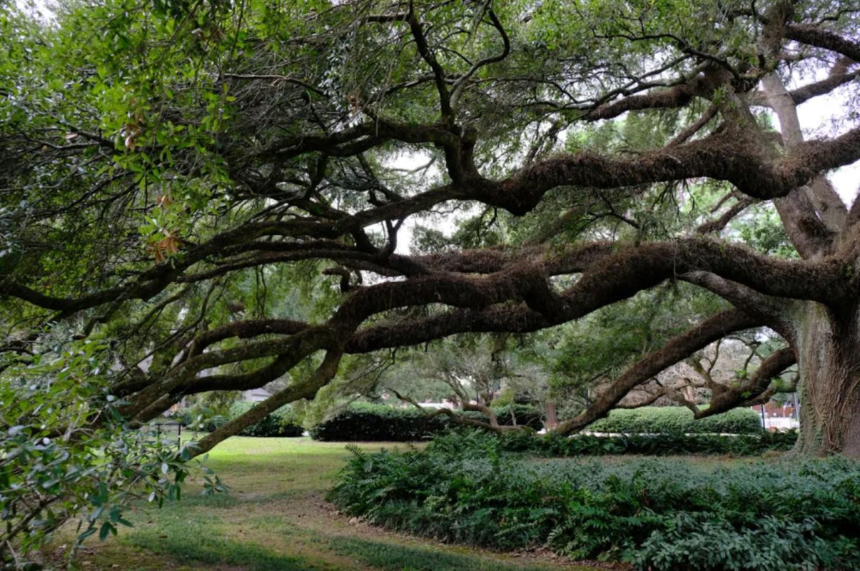 "Never hire a lawn company for an arborist’s job."