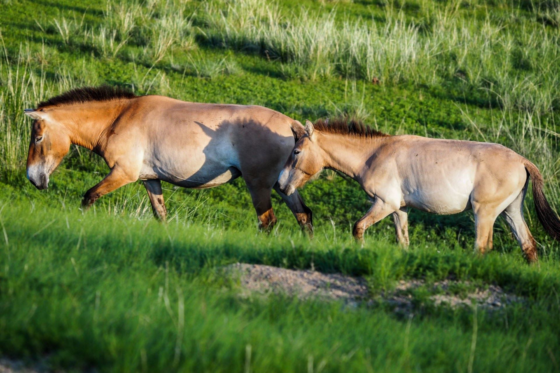 "Before the reintroduction, nobody believed we could save this species."