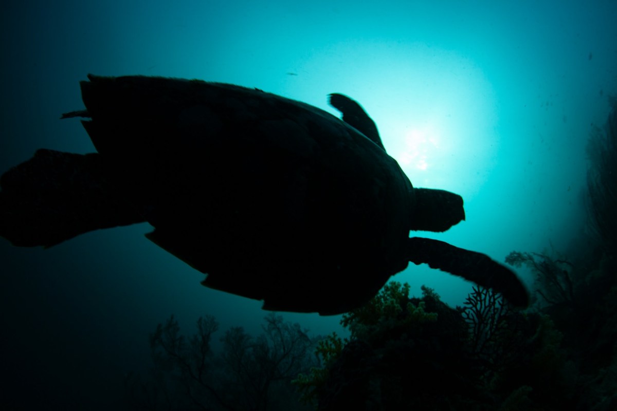 The study looked at 135 loggerhead turtles that washed up dead off the coast of Cyprus.