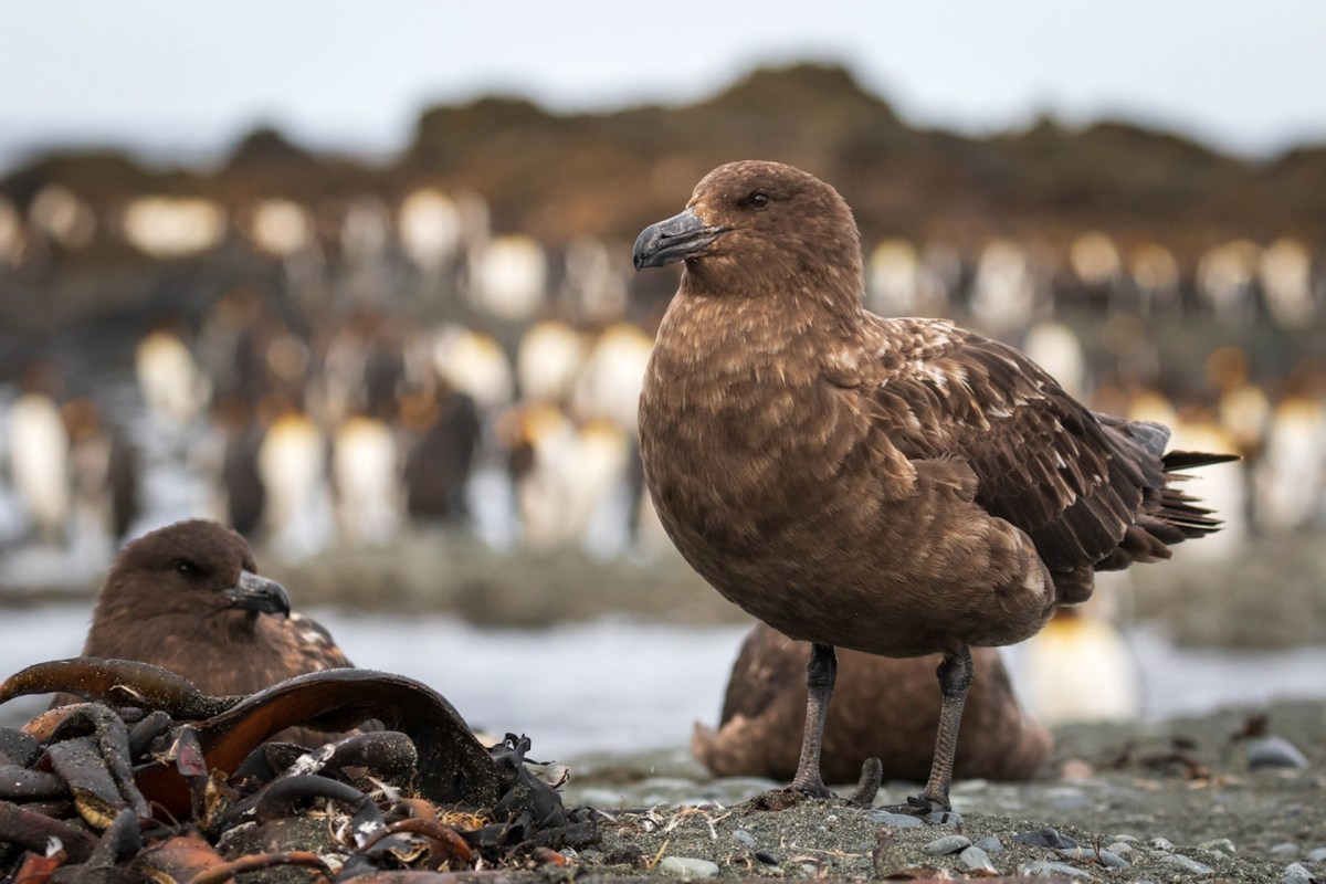 The virus' jump from birds to mammals is the immediate worry.