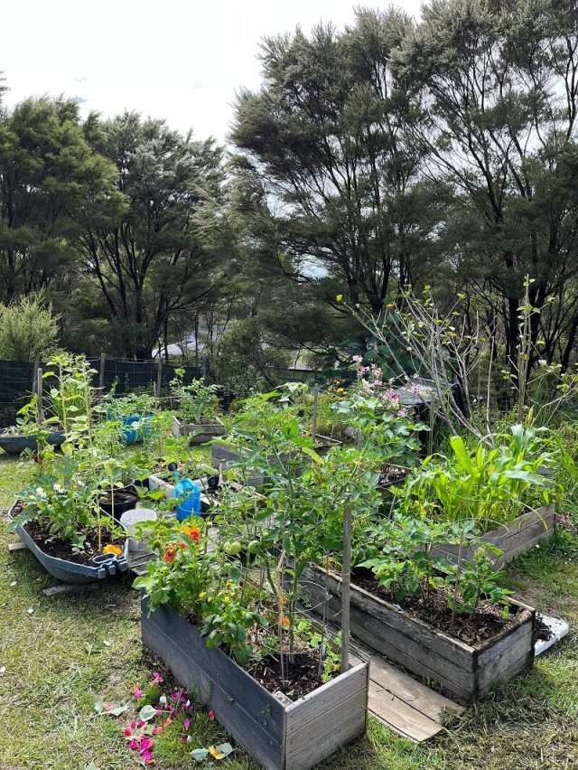 Native plant lawns offer numerous benefits for your wallet and the planet.