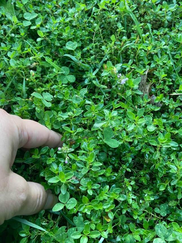 In the case of these ground covers, both plants require less watering than traditional grass, lowering your total water bill.