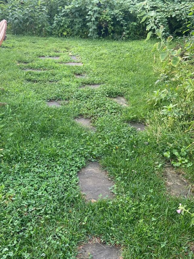 In the case of these ground covers, both plants require less watering than traditional grass, lowering your total water bill.