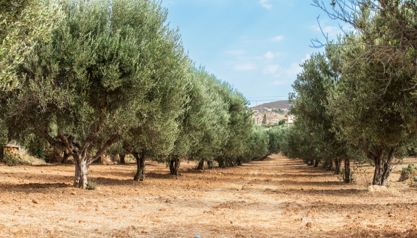 One of the factors that led to this disappointing yield was the heat wave crisis in Europe, with extremely hot weather hitting the continent since April 2023.