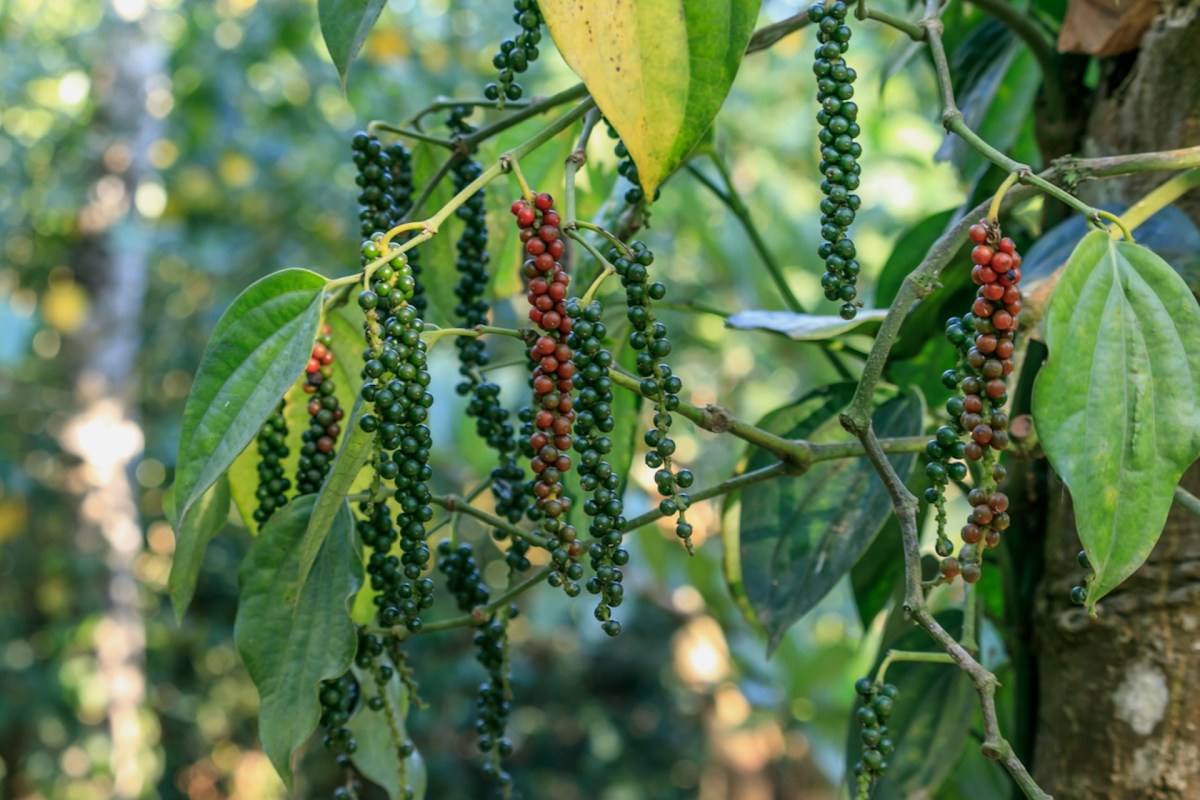 "Growers can harvest only once a year."