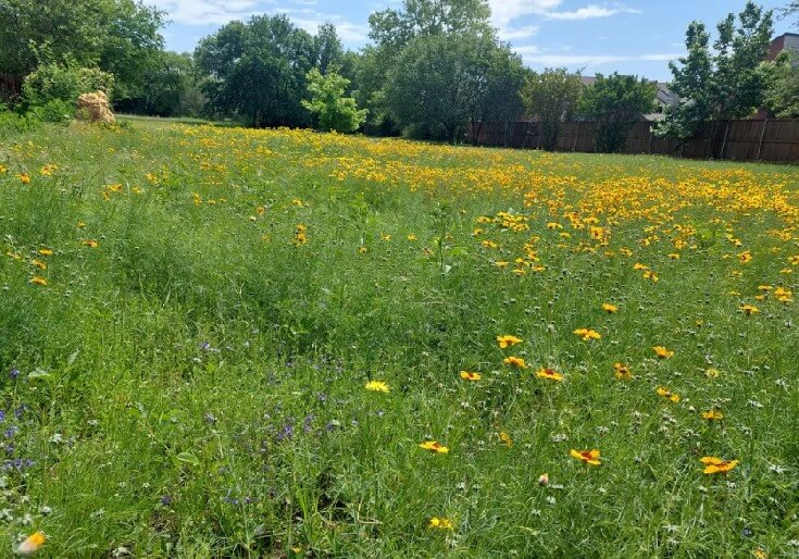 "My favorite part of spring is waiting for all the wildflowers to bloom."