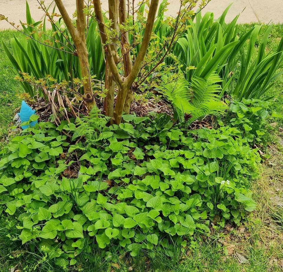 "I can't believe you're able to have such a great and varied garden of native with an HOA!"