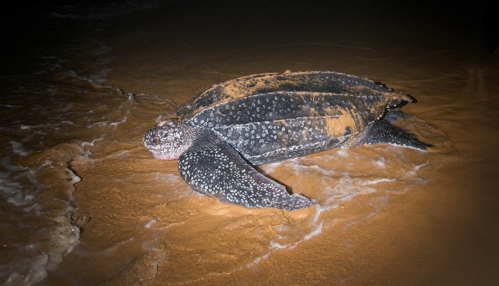 "Every lost trap is a ticking time bomb for endangered wildlife."