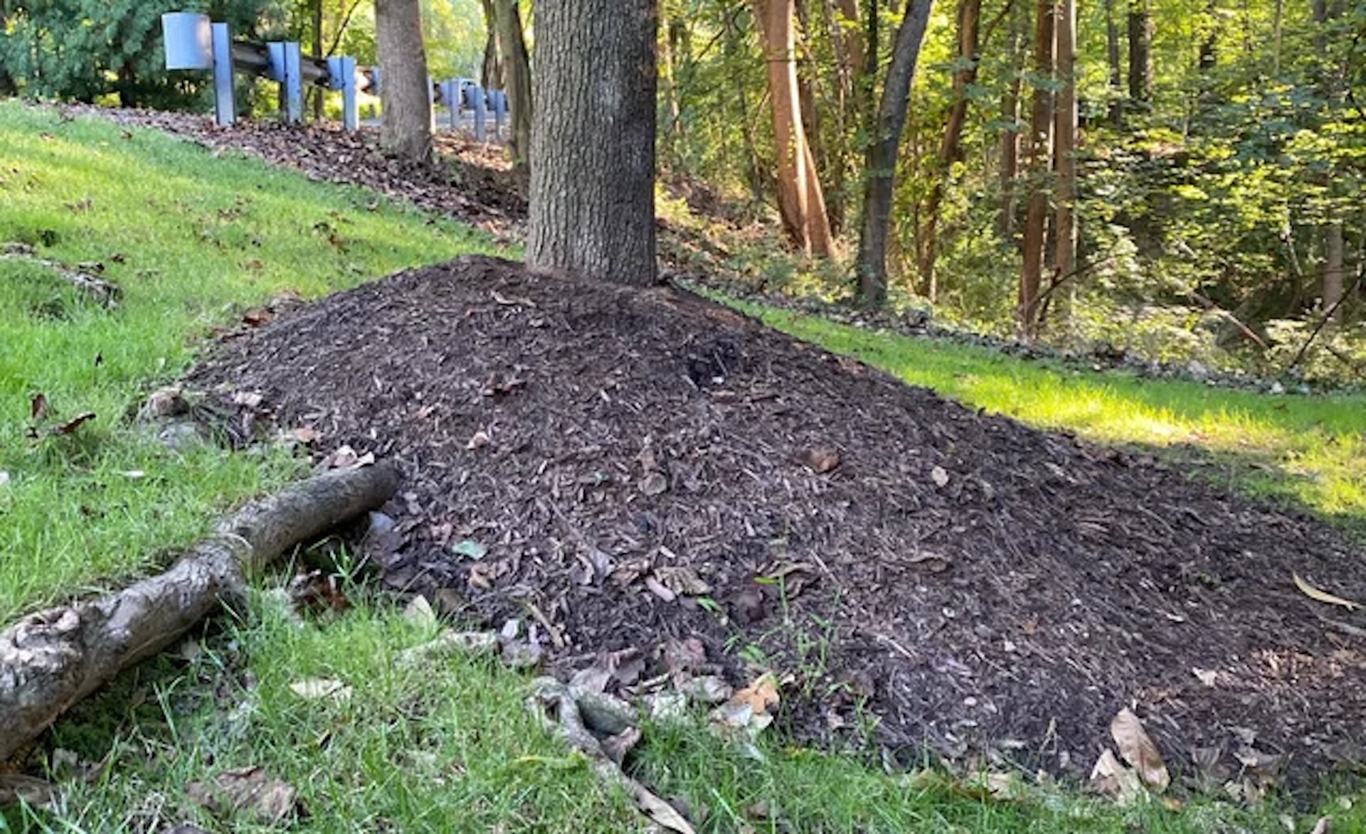 "Should I dig it out and cut roots or leave it be?"