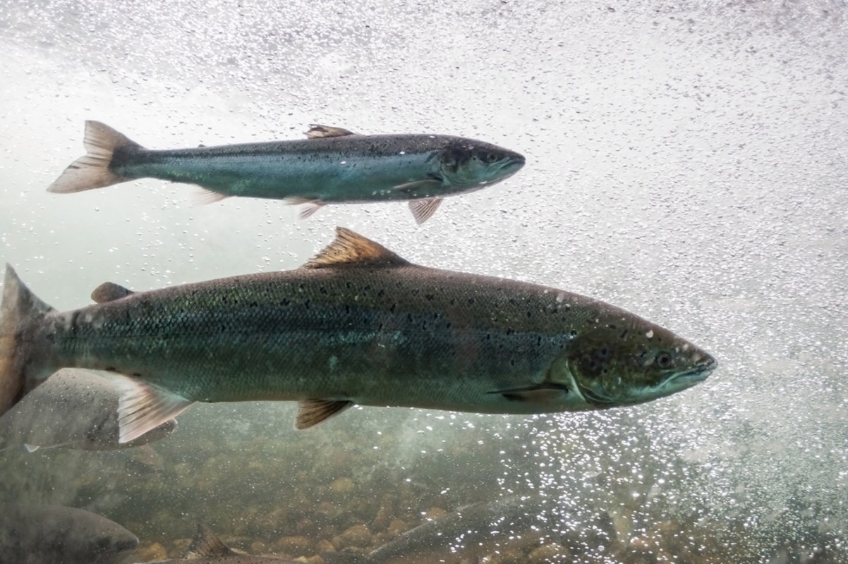 "The monitoring systems using AI is helping to stop this and enable future-proof river management."