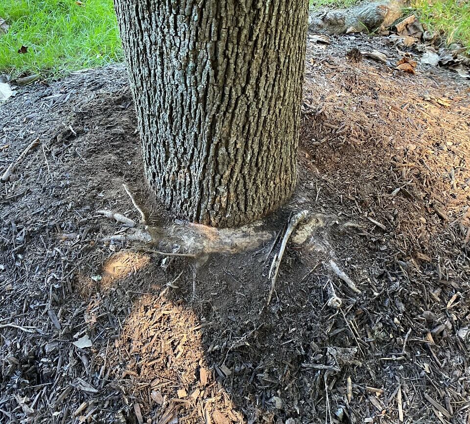 "Should I dig it out and cut roots or leave it be?"