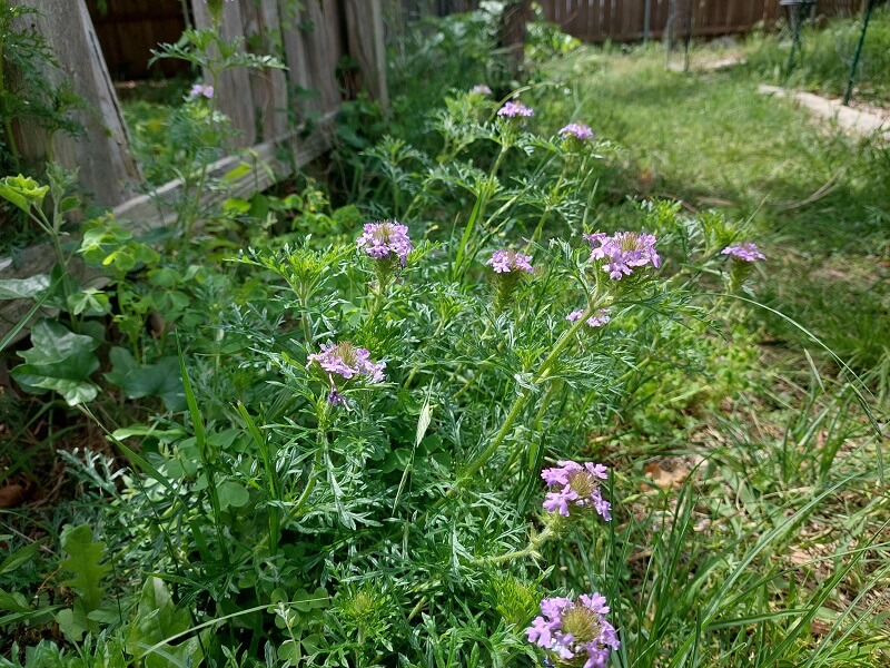 "My favorite part of spring is waiting for all the wildflowers to bloom."