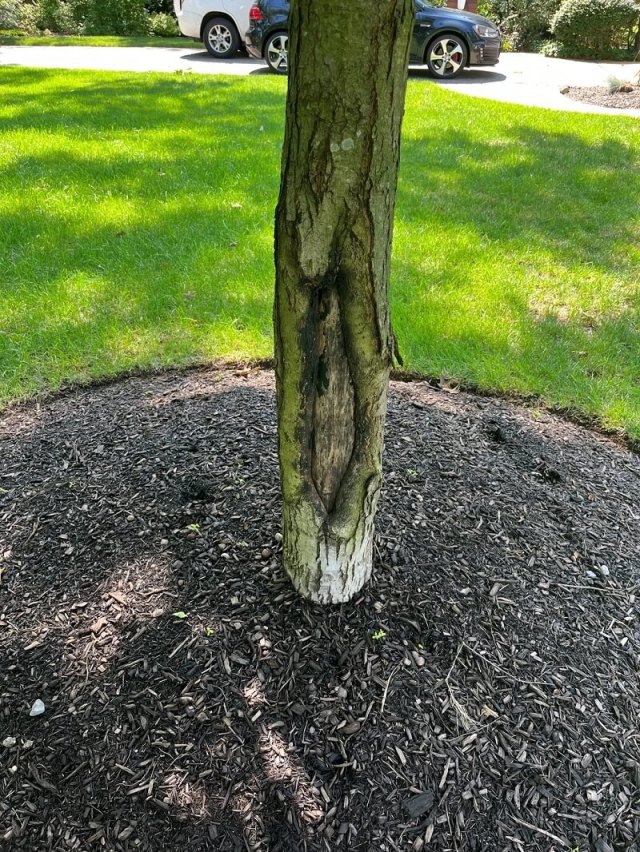 "If your tree is to have any future, this poor mulching must be addressed."