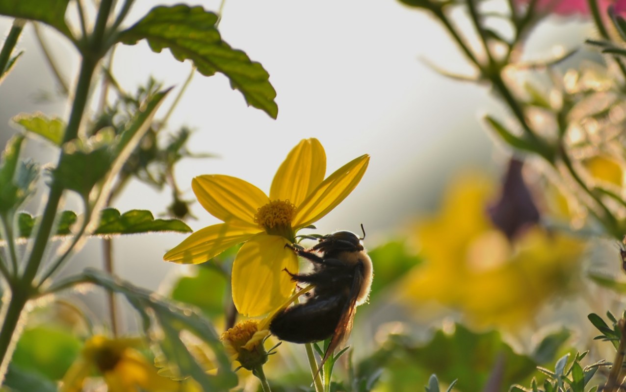 "Altering it to such an extent that the pollinators can no longer recognize it and respond to it."