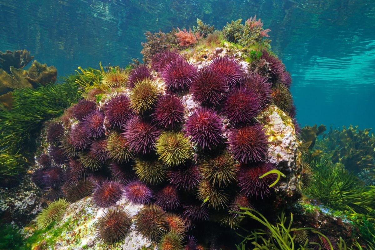 "Most of the Earth's biosphere, 99% of all livable space on our planet, is under water."