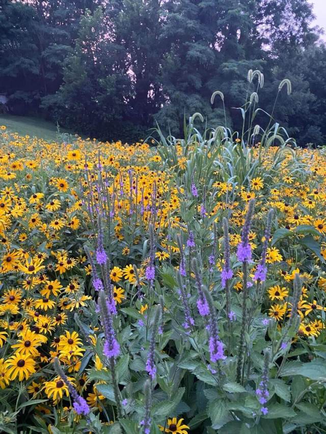 It seems flower-filled lawns are starting to take root.