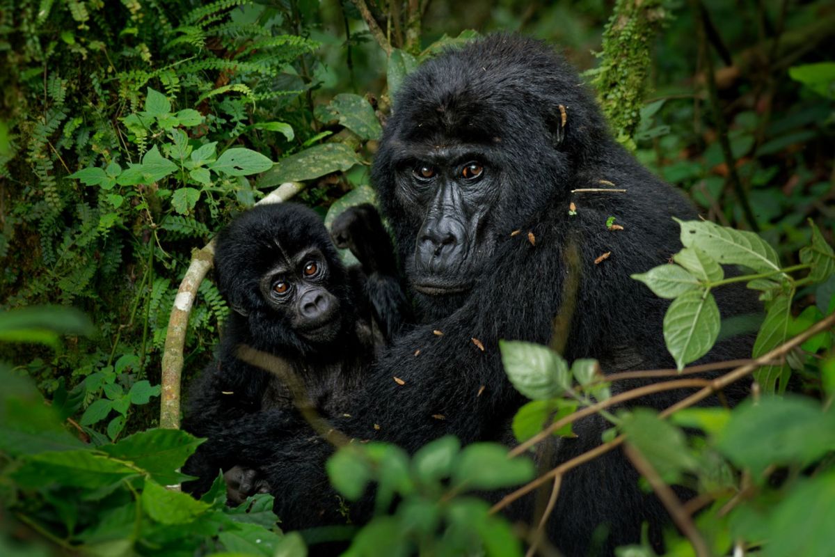 Over the past 20 years, unsustainable practices have caused massive forest cover loss, habitat degradation, and declining wildlife across the region.