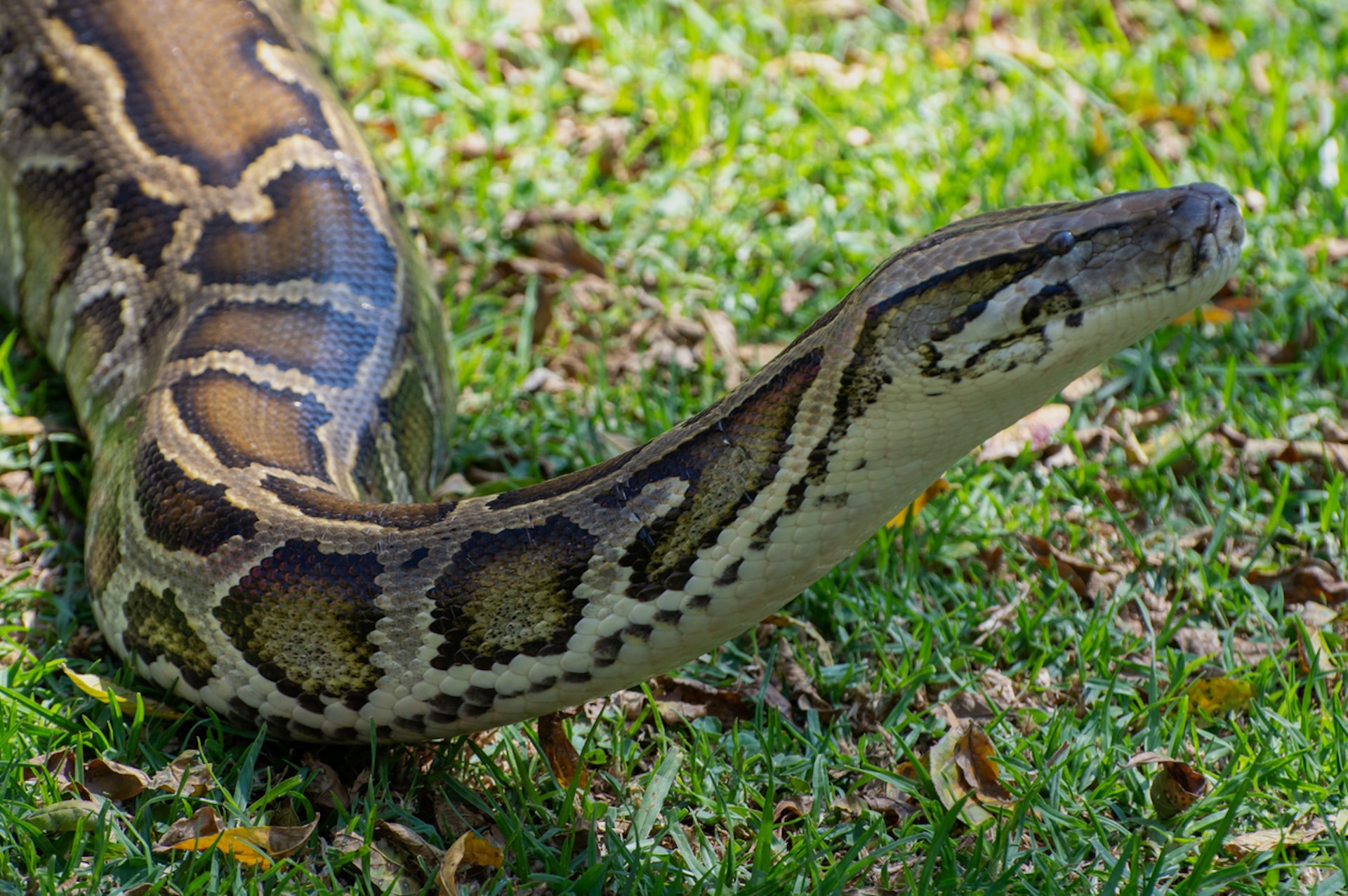 "Every python removed is one less python to harm our native species."