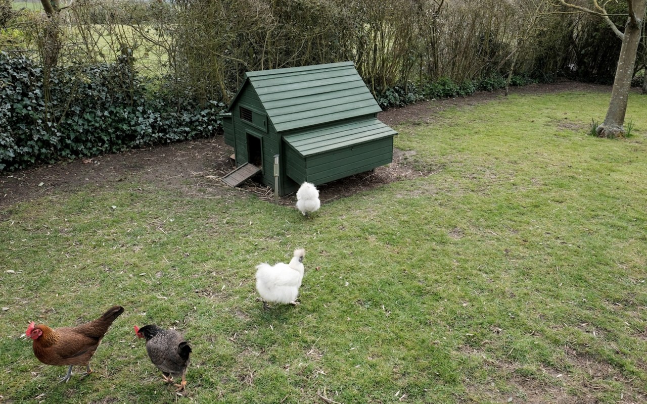 "I also have some kale planted in one bed that I've decided [to] sacrifice to the chickens."