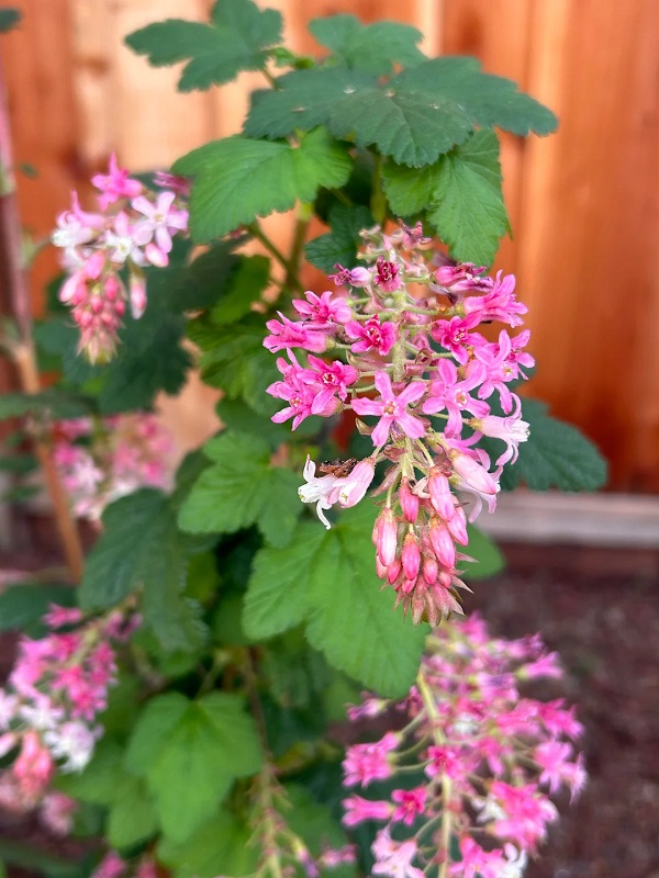 "It has been so exciting to see all the pollinators show up!"