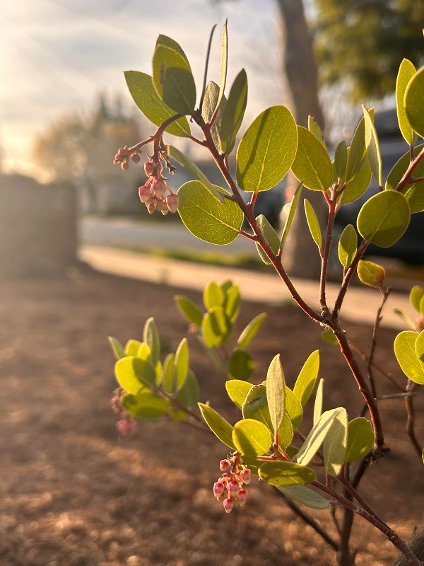 "It has been so exciting to see all the pollinators show up!"