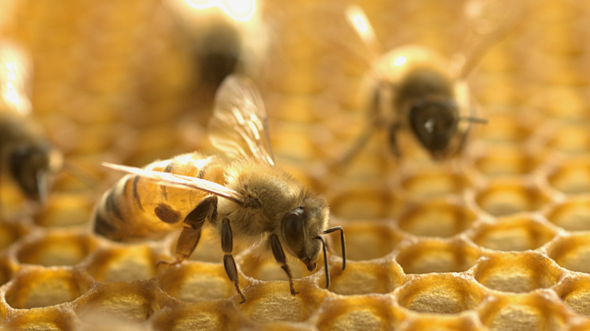 Bees do a lot more than make honey: They're responsible for a lot of the fruits and vegetables that we eat every day.