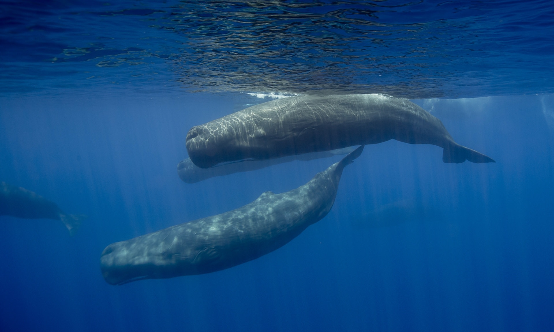 "The reserve will protect the whales that have lived here far longer than humans."